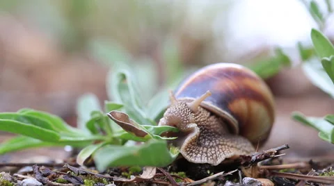 Healthy Eating Snails Stock Footage 52455494