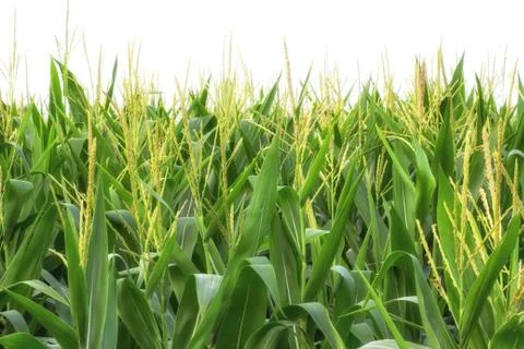 Healthy Field of Corn Stock Photos