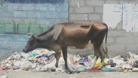 Healthy fight between garbage worker and cow.Editorial. Stock Footage 132001056