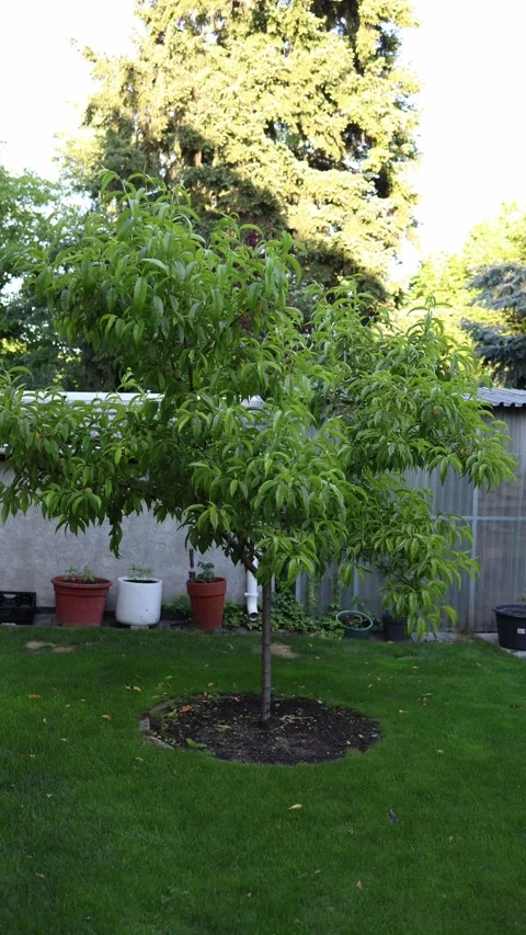 Healthy fruit tree in backyard garden Video stock 336488240