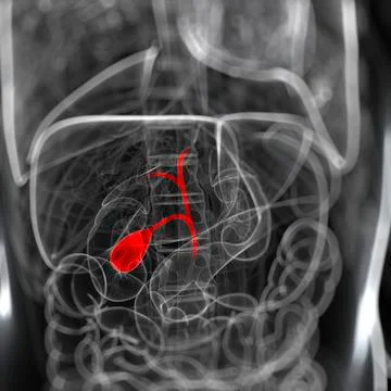 Healthy gallbladder, artwork Stock Illustration