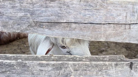Healthy a goat Stock Footage 71036228