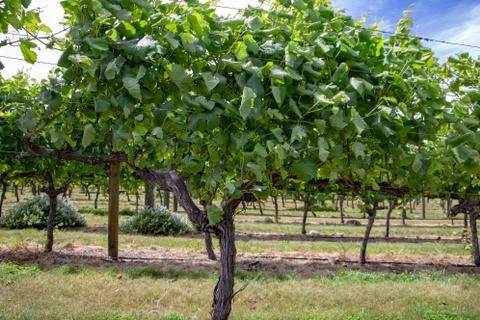 Healthy grapevines growing on trellis frames Stock Photos