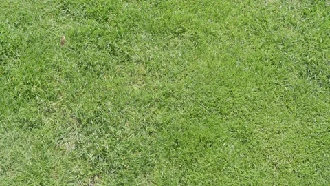 Healthy grass lawn top view for landscaping background with dense green turf Stock Footage 338036498