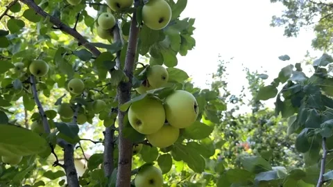 Healthy green apples on tree Stock Footage 314970086