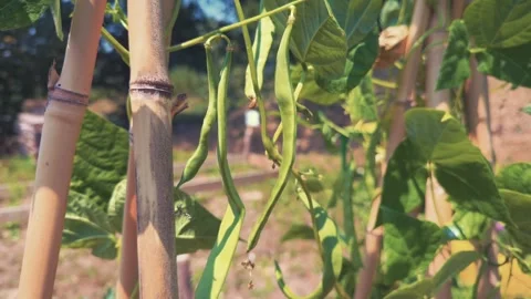 Healthy Green Bean Growth Vídeos de archivo 345169033