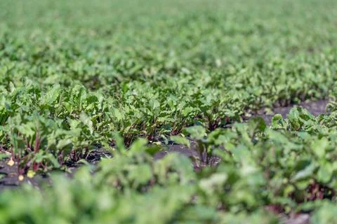 Healthy green beetroot crops stretch across the agricultural field, showing c Stock Photos