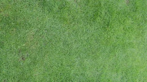 Healthy green lawn texture top view for natural grass background with dense turf Stock Footage 338036587