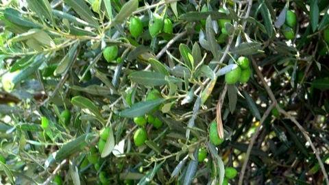 Healthy Green Olive Tree Stock Footage 112515710