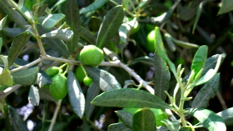 Healthy Green Olive Tree Stock Footage 112515723
