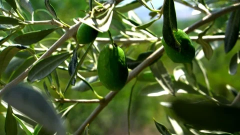 Healthy Green Olive Tree Stock Footage 112515769