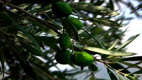 Healthy Green Olive Tree Stock Footage 112515836