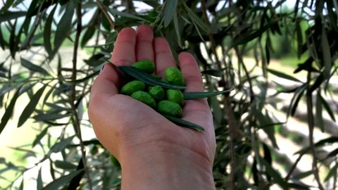 Healthy Green Olive Tree Stock Footage 112515890