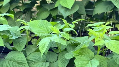 Healthy green raspberry plants with textured leaves wave in the wind Stockbeeldmateriaal 346411041