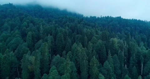 Healthy green trees in a forest of old spruce, fir and pine. Spruce trees down Stock Footage 209160115
