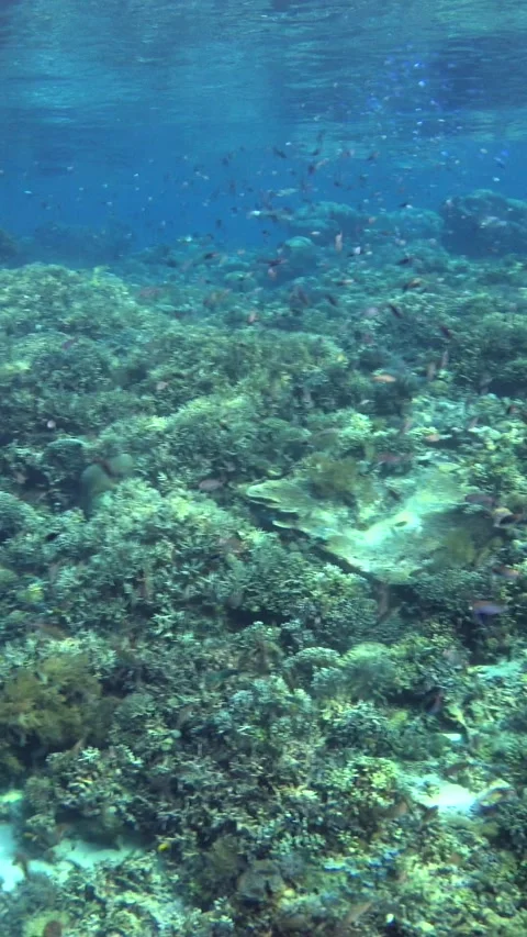 Healthy hard and soft coral reef with clouds of fishes over it Stock-Footage 228832453