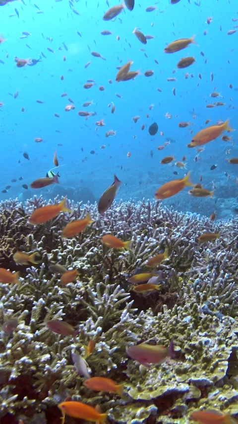 Healthy hard coral reef with cloud of colorful anthias Stock Footage 224906903
