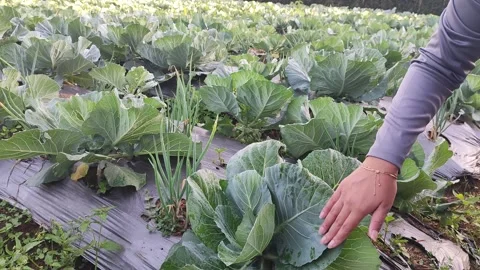 A healthy head of cabbage in a vegetable garden. Stock Footage 341834548