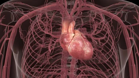 Healthy heart beats inside the human cardiovascular system. 스톡 동영상 344953279