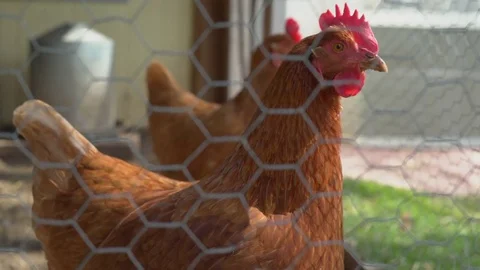 Healthy hen looks at camera Stock Footage 73443590
