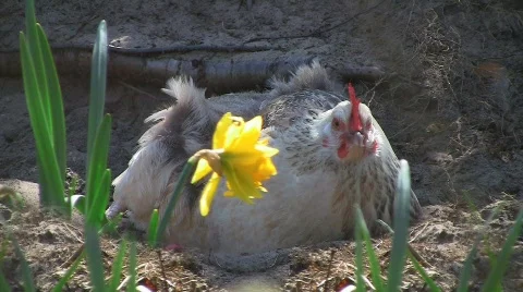 Healthy hen resting Stock Footage 704729