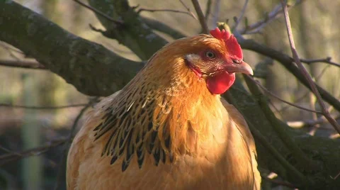 Healthy hen sitting in tree Stock Footage 704030