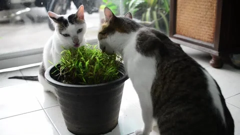 Healthy herb for cats Stock Footage 158278958