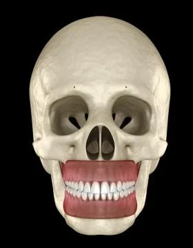 Healthy human teeth with normal occlusion. Medically accurate tooth 3D illust Stock Illustration