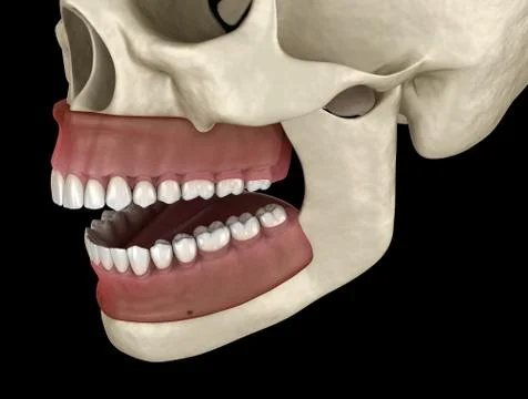 Healthy human teeth with normal occlusion. Medically accurate tooth 3D illust Stock Illustration