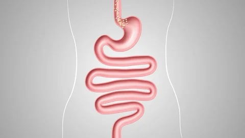 Healthy intestinal display Stock Footage 121986056