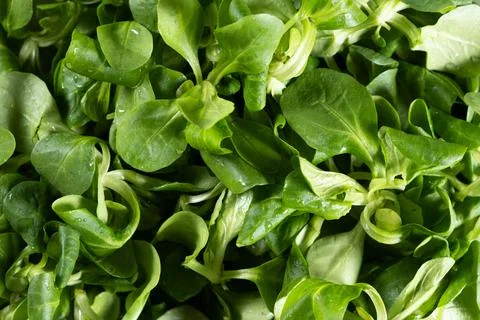 Healthy lambs lettuce pattern for menu Stockfoto's