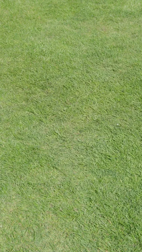 Healthy lawn grass vertical top view for landscaping background with fresh green Stock Footage 338036532