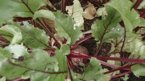 Healthy leafy green beetroot crop plants growing in vegetable garden Stock Footage 138122741