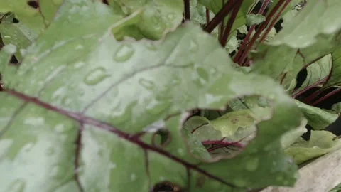 Healthy leafy green beetroot crop plants growing in vegetable garden pan Stock Footage 138122747