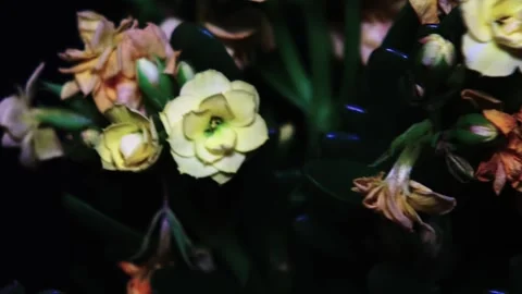Healthy leafy plants in small pots rotate 360 degrees , 4k resolution Stock Footage 248612751