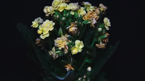 Healthy leafy plants in small pots rotate 360 degrees , 4k resolution Stock Footage 248613059