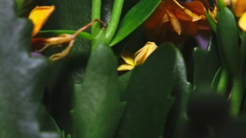 Healthy leafy plants in small pots rotate 360 degrees , 4k resolution Stock Footage 248613151