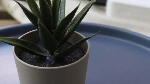 Healthy leafy plants in small pots rotate 360 degrees , 4k resolution Stock Footage 248613463