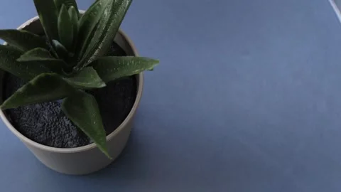 Healthy leafy plants in small pots rotate 360 degrees , 4k resolution Stock Footage 248613552