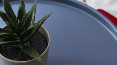 Healthy leafy plants in small pots rotate 360 degrees , 4k resolution Stock Footage 248613644