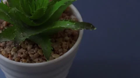Healthy leafy plants in small pots rotate 360 degrees , 4k resolution Stock Footage 248613764