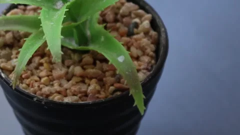 Healthy leafy plants in small pots rotate 360 degrees , 4k resolution Stock Footage 248613809