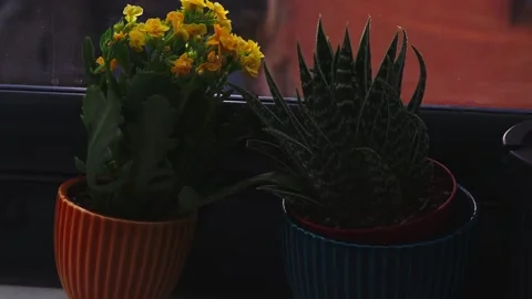 Healthy leafy plants in small pots rotate 360 degrees , 4k resolution Stock Footage 248614080