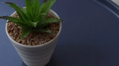 Healthy leafy plants in small pots rotate 360 degrees , 4k resolution Stock Footage 248614117