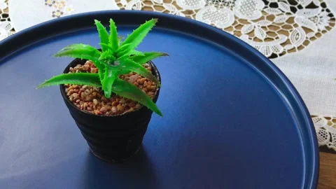 Healthy leafy plants in small pots rotate 360 degrees , 4k resolution Stock Footage 248614276