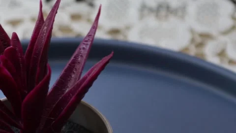 Healthy leafy plants in small pots rotate 360 degrees , 4k resolution Stock Footage 248614387