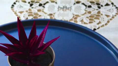 Healthy leafy plants in small pots rotate 360 degrees , 4k resolution Stock Footage 248614491