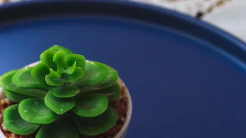 Healthy leafy plants in small pots rotate 360 degrees , 4k resolution Stock Footage 248614561