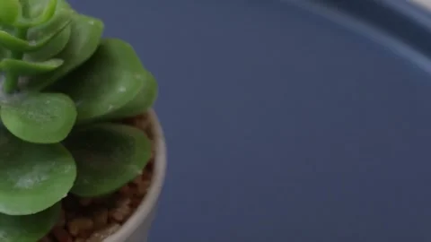 Healthy leafy plants in small pots rotate 360 degrees , 4k resolution Stock Footage 248614752