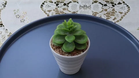 Healthy leafy plants in small pots rotate 360 degrees , 4k resolution Stock Footage 248614862